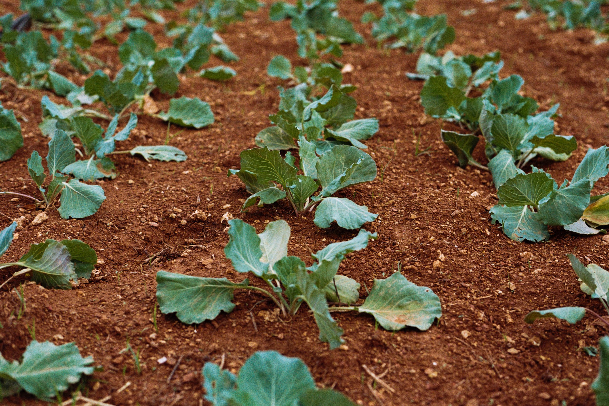 Young plants